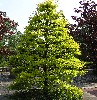 Gleditsia triacanthos 'Sunburst'